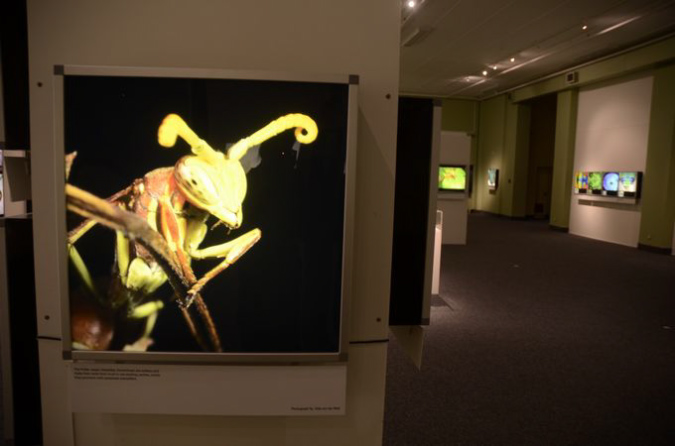 Wasp_exhibition__DSC3483